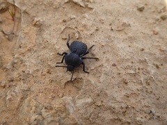 Microschatia inaequalis