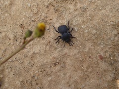 Microschatia inaequalis