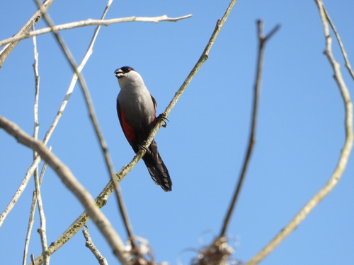 Black-headed Waxbill