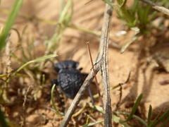 Microschatia inaequalis