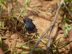 Microschatia inaequalis