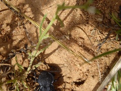 Microschatia inaequalis