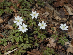Anemonoides amurensis