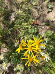 Senecio ampullaceus
