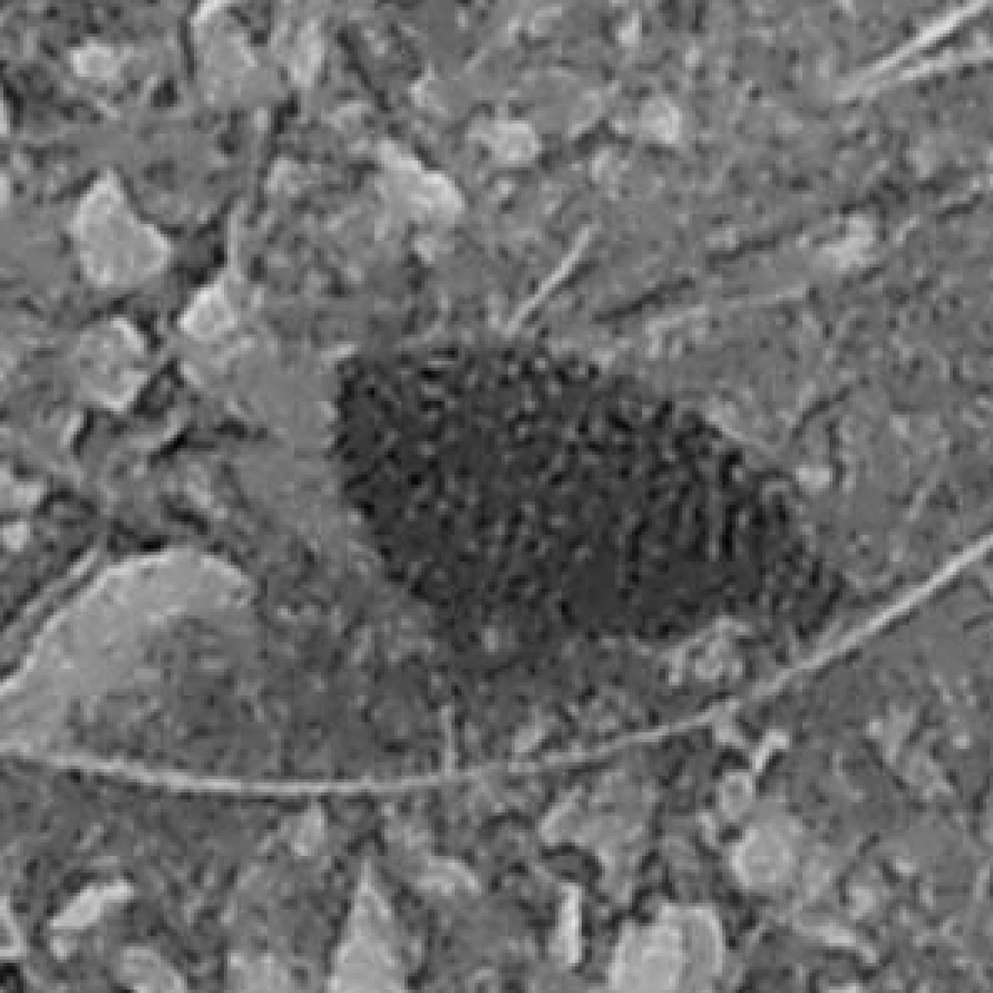 Buff-spotted Flufftail (Sarothrura elegans), photo 3