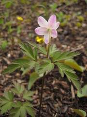 Anemonoides amurensis