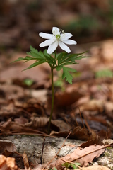 Anemonoides amurensis