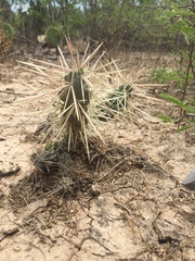 Cylindropuntia tunicata