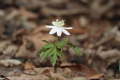 Anemonoides amurensis