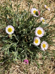 Erigeron tracyi
