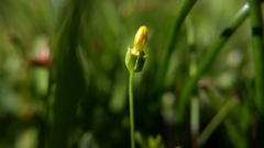 Cicendia quadrangularis
