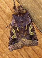 Cerastis enigmatica