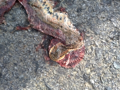 Oocatochus rufodorsatus