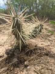 Cylindropuntia tunicata