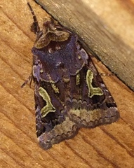 Cerastis enigmatica