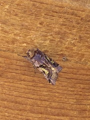 Cerastis enigmatica