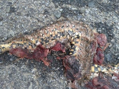 Oocatochus rufodorsatus