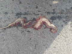 Oocatochus rufodorsatus