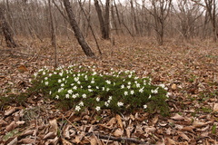Anemonoides amurensis