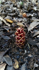 Kopsiopsis strobilacea