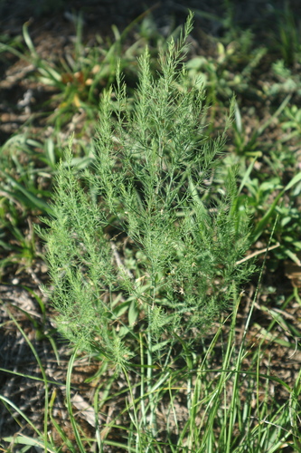 asparágus lekársky (Asparagus officinalis)