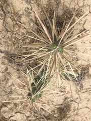 Cylindropuntia tunicata