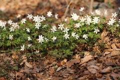 Anemonoides amurensis