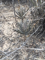 Kalanchoe delagoensis