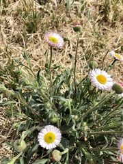 Erigeron tracyi