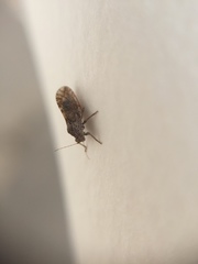 Insecta