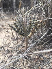 Kalanchoe delagoensis