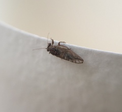 Insecta