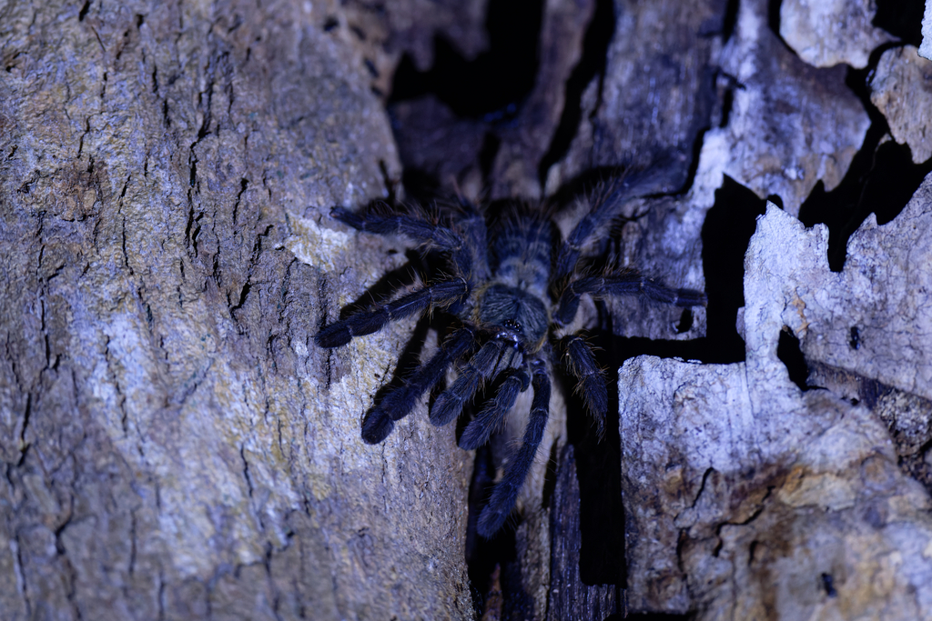 Sulawesi Black Tarantula From Bitung Utara H P V Batuputih Atas