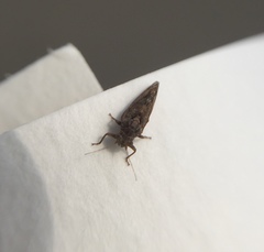 Insecta