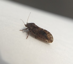 Insecta