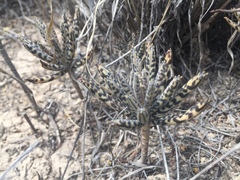 Kalanchoe delagoensis