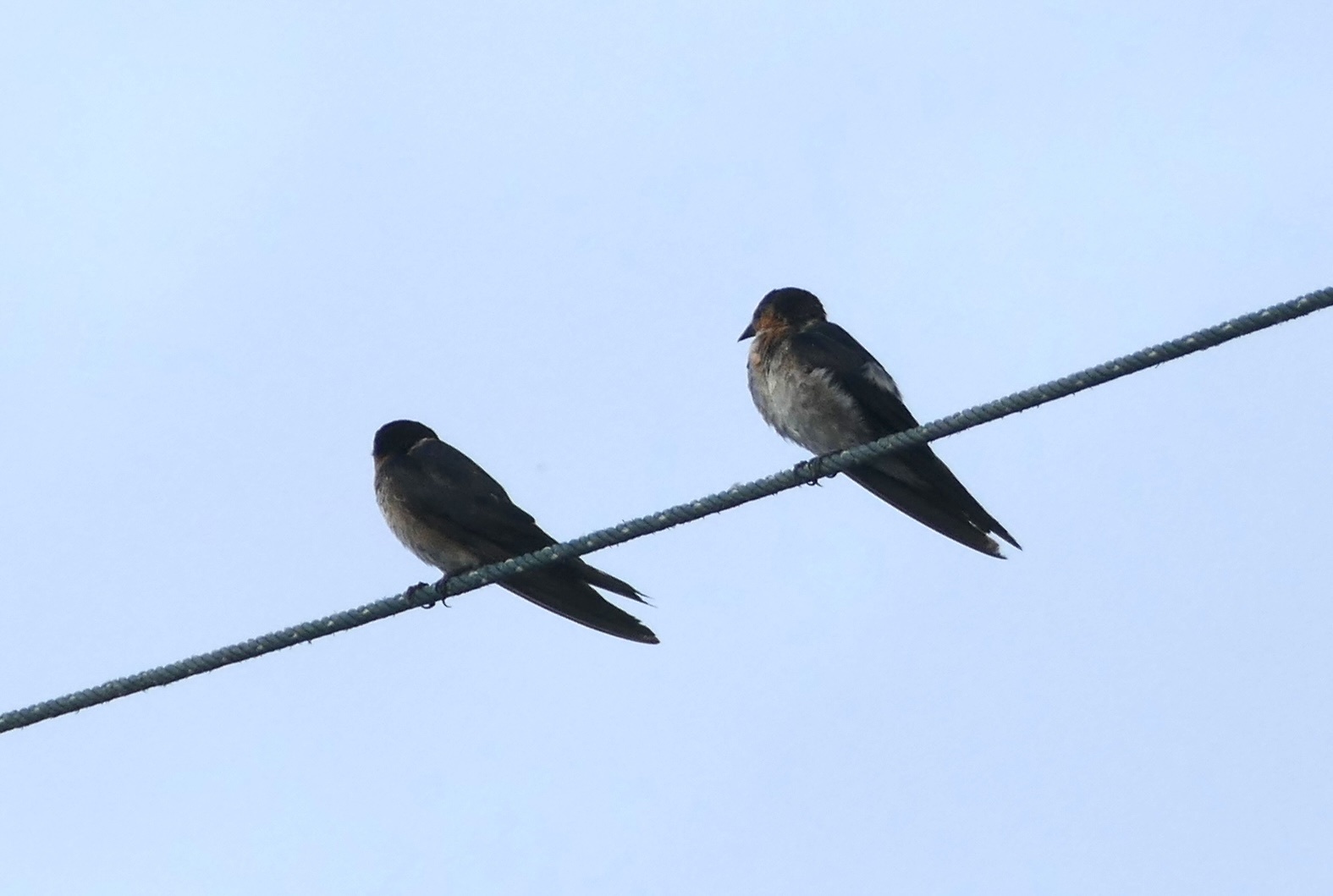 Pacific Swallow