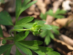 Anemonoides amurensis