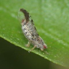 Leuronota maculata