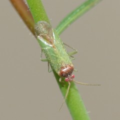 Pseudopsallus puberus