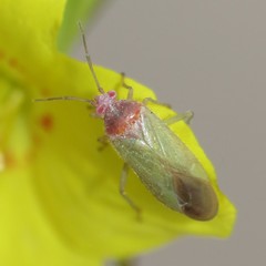Pseudopsallus puberus