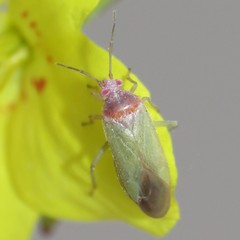 Pseudopsallus puberus