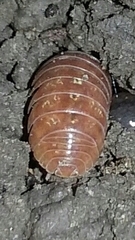 Armadillidium vulgare