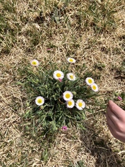 Erigeron tracyi