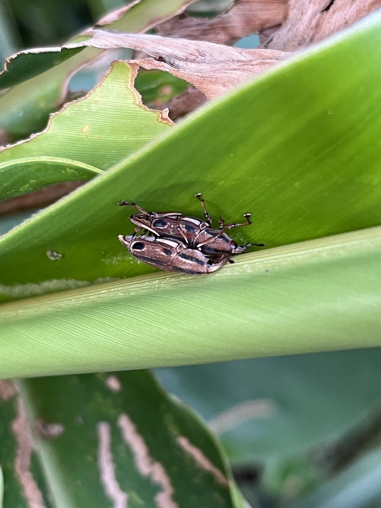 Sphenocorynes Ocellatus In November 2023 By Nakatada Wachi · Inaturalist