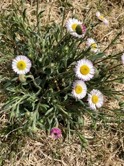 Erigeron tracyi