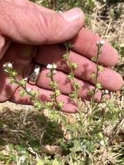 Lappula occidentalis