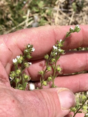 Lappula occidentalis