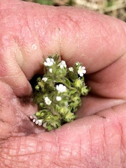 Lappula occidentalis