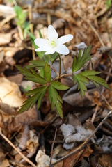 Anemonoides amurensis